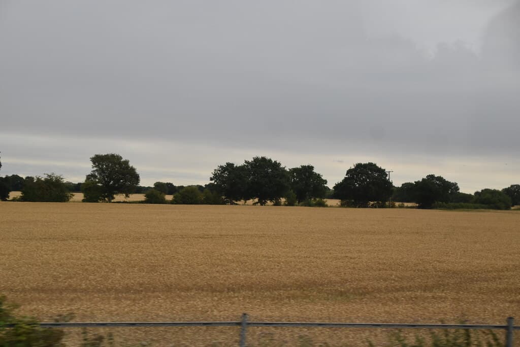 Ripening wheat, Moss, South Yorkshire